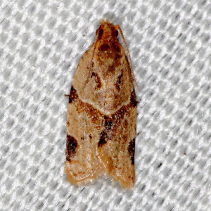 3688 Clepsis peritana, Garden Tortrix Moth