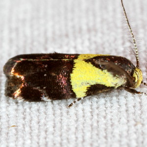 1026 Rectiostoma xanthobasis, Yellow-vested Moth