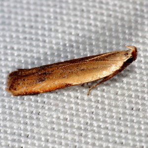 2272 Mesophleps adustipennis, Soybean Webworm Moth