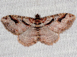 7416 Costaconvexa centrostrigaria Bent-line Carpet Moth