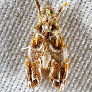 4871 Glaphyria basiflavalis, Basal-dash Glaphyria Moth