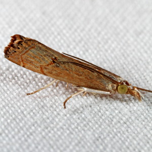5451 Parapediasia teterrella,  Bluegrass Webworm Moth