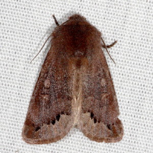 Orthosia garmani,  Garman's Quaker Moth, Hodges #10488