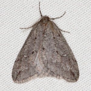 Paleacrita merriccata,White-spotted Cankerworm Moth, Hodges #6663