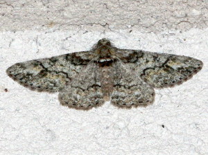6594 Cleora sublunaria, Double-lined Gray Moth