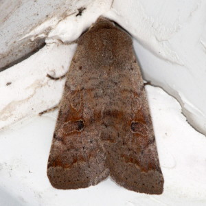 Orthosia hibisci, Speckled Green Fruitworm Moth, Hodges #10495