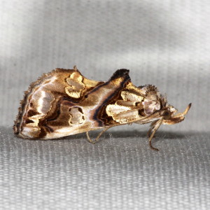 Plusiodonta compressipalpis, Moonseed Moth, Hodges #8534