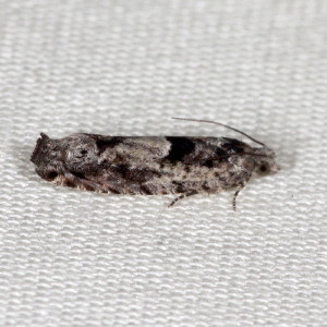 Pseudexentera spoliana - Bare-patched Oak Leafroller - Hodges#3251