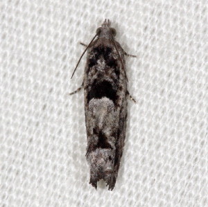 Pseudexentera spoliana - Bare-patched Oak Leafroller - Hodges#3251