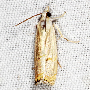 5450 Parapediasia decorellus, Graceful Grass-veneer Moth