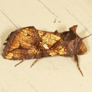 8885 Argyrogramma verruca, Golden Looper Moth