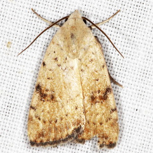 9644 Micrathetis triplex, Triplex Cutworm Moth
