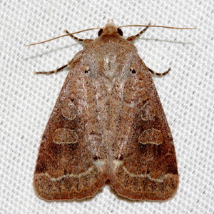 10502 Himella fidelis, Intractable Quaker Moth