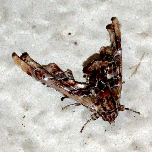 8956 Marathyssa basalis, Light Marathyssa Moth