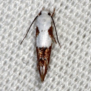 1434 – Mompha circumscriptella – Circumscript Mompha Moth