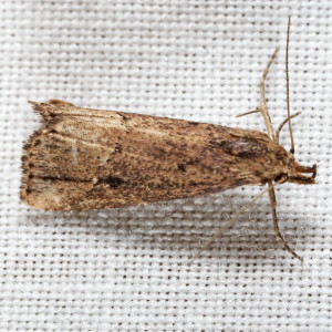 8431 Schrankia macula, Black-spotted Schrankia Moth