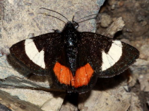 9309 Psychomorpha epimenis, Grapevine Epimenis Moth