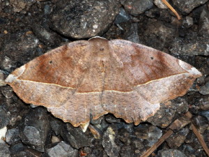 6966 Eutrapela clemataria, Curve-toothed Geometer Moth