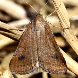 8733 Caenurgia chloropha, Vetch Looper Moth