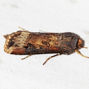 10663 Agrotis ipsilon, Ipsilon Dart Moth