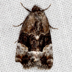 9680 Elaphria georgei, George's Midget Moth