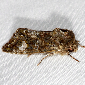 10021 Copivaleria grotei, Grote's Sallow Moth
