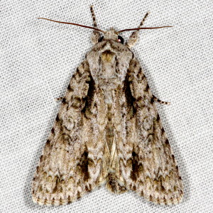9246 Acronicta clarescens, Clear Dagger Moth