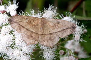6982 Prochoerodes lineola, Large Maple Spanworm Moth