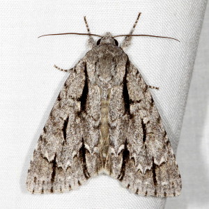 9238 Acronicta lobeliae, Greater Oak Dagger Moth