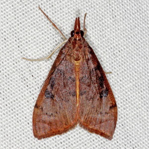 4992 Uresiphita reversalis, Genista Broom Moth