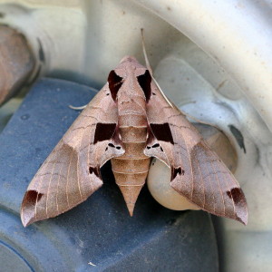 Eumorpha achemon, Achemon Sphinx Moth