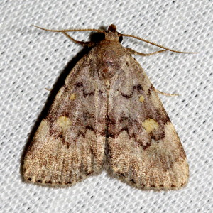 8323 Idia aemula, Common Idia Moth