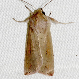 10438 Mythimna unipuncta, Armyworm Moth