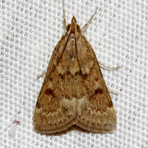 4975 Achyra rantalis, Garden Webworm Moth