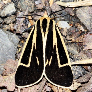 8170 Apantesis vittata, Banded Tiger Moth