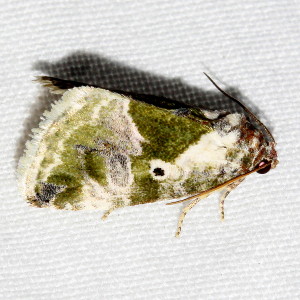 9049 Maliattha synochitis, Black-dotted Lithacodia Moth