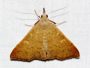 8381 Discolored Renia Moth, Renia discoloralis