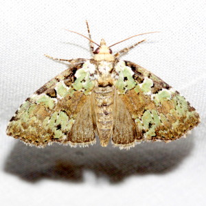 9066 Leuconycta lepidula, Marbled-green Leuconycta Moth