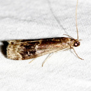 5995 Euzophera semifuneralis, American Plum Borer Moth
