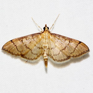 5182 Blepharomastix ranalis, Hollow-spotted Blepharomastix Moth
