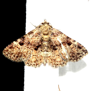 8499 Metalectra discalis, Common Fungus Moth