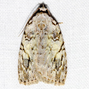 9664 Balsa labecula White-blotched Balsa Moth