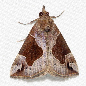 8441 Hypena manalis, Flowing-line Bomolocha Moth