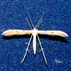 6154 Pselnophorus belfragei, Belfrage's Plume Moth