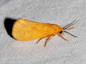 8122 Virbia rubicundaria, Ruddy Holomelina Moth