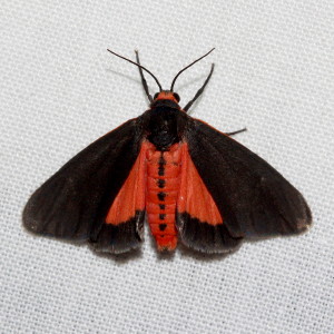 8114 Virbia laeta, Joyful Holomelina Moth