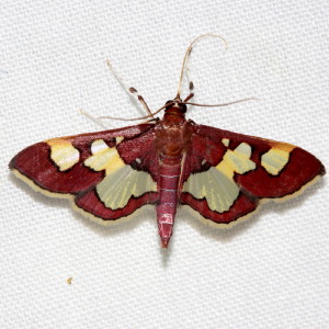 5200 Colomychus talis, Distinguished Colymychus Moth
