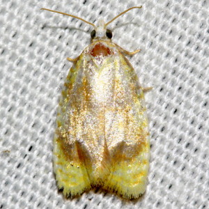 3503 Acleris semipurpurana, Oak Leaftier Moth