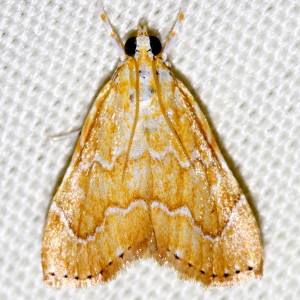 4870 Glaphyria sequistrialis, White-roped Glaphyria Moth