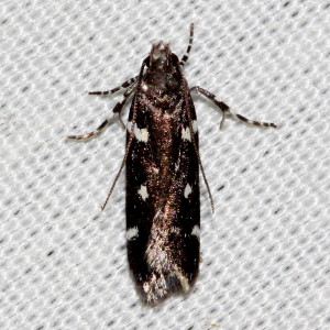 2187 Aroga compositella,  Six-spotted Aroga Moth